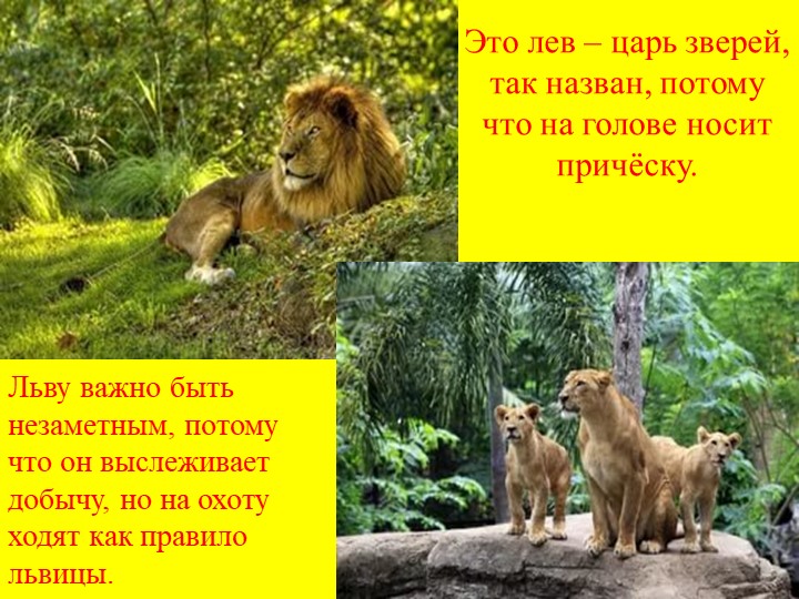 Презентация на тему "Солнечная страна".
