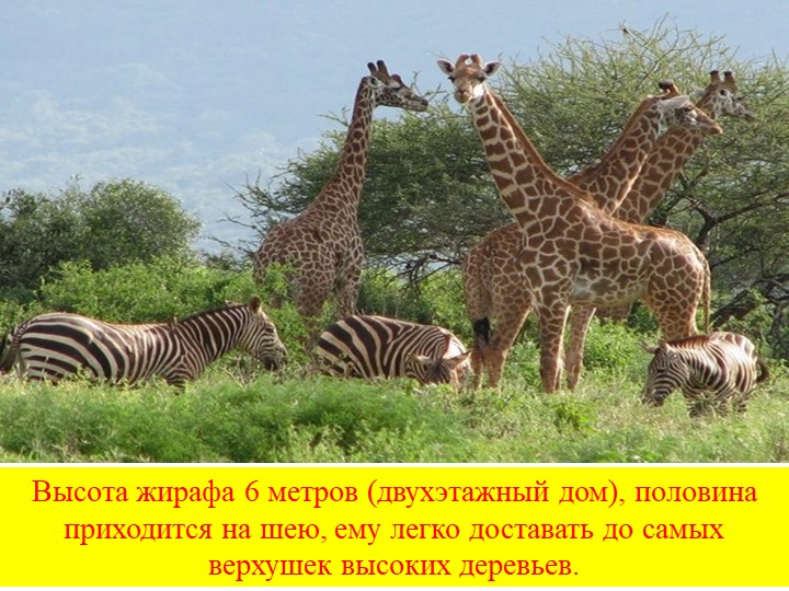 Презентация на тему "Солнечная страна".