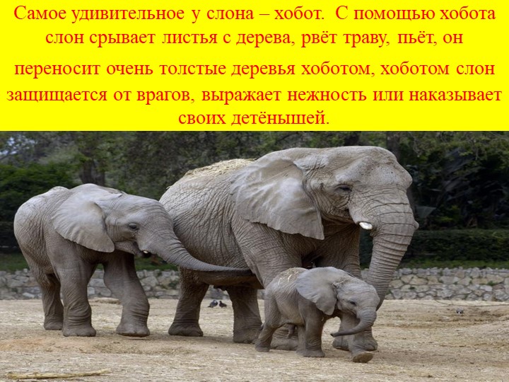 Презентация на тему "Солнечная страна".