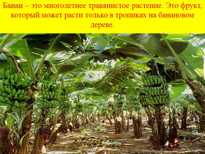 Банан это ягода овощ орех или гриб. Банан это фрукт или овощ или ягода. Банановое дерево презентация. Банан однолетнее растение. Банан однолетнее или многолетнее растение.