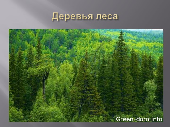 Презентация на тему "Деревья Воронежского края".