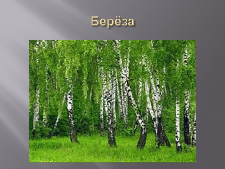 Презентация на тему "Деревья Воронежского края".