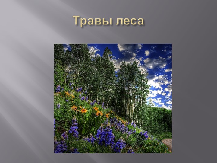 Презентация на тему "Деревья Воронежского края".