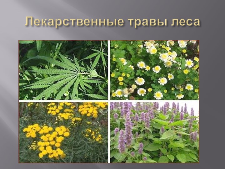 Презентация на тему "Деревья Воронежского края".