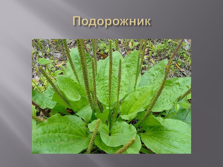 Презентация на тему "Деревья Воронежского края".