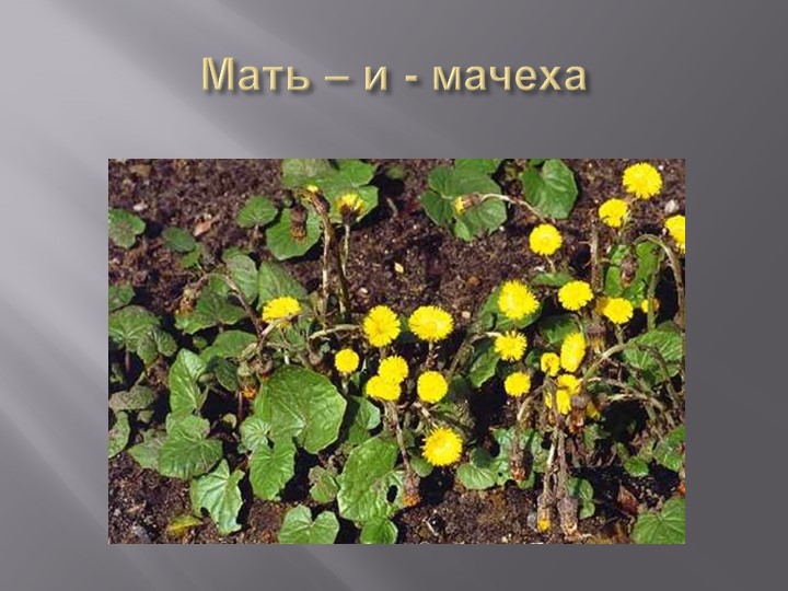 Презентация на тему "Деревья Воронежского края".