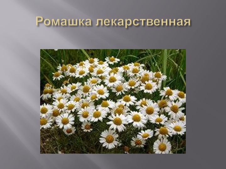 Презентация на тему "Деревья Воронежского края".