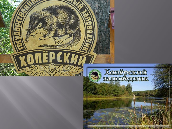 Презентация на тему "Деревья Воронежского края".