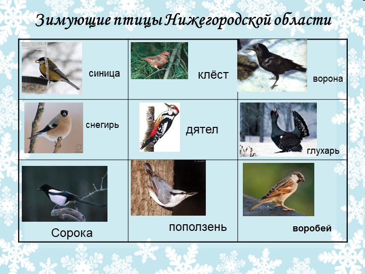 Презентация .Проект на тему :"Птицы зимой"