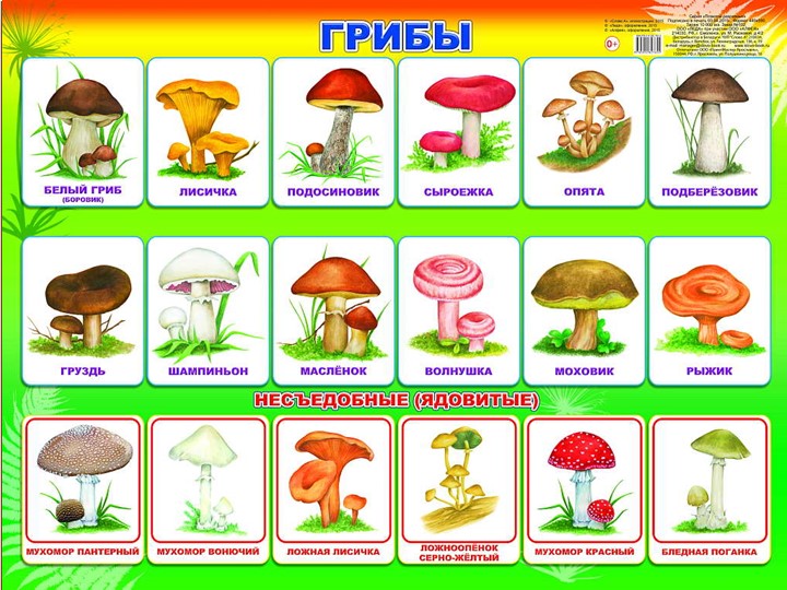 Презентация Грибы для подготовительной группы