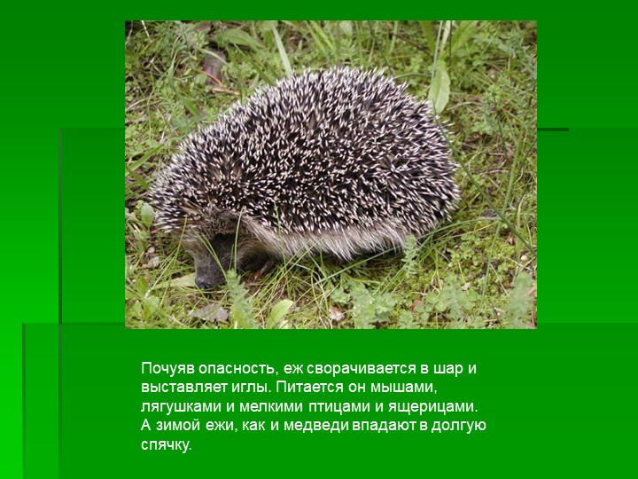 Презентация ознакомление детей дошкольного возраста с природой на тему "Животные леса"