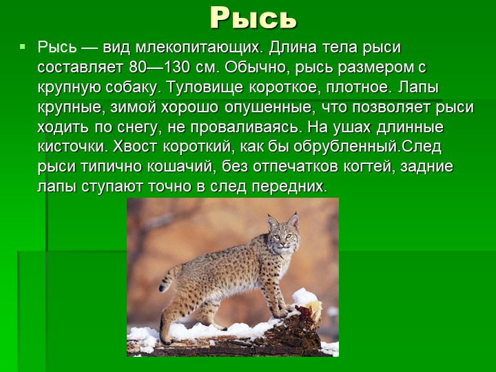 Презентация ознакомление детей дошкольного возраста с природой на тему "Животные леса"