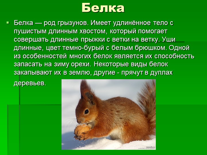 Презентация ознакомление детей дошкольного возраста с природой на тему "Животные леса"