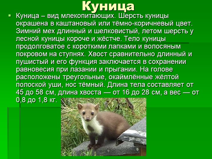 Презентация ознакомление детей дошкольного возраста с природой на тему "Животные леса"