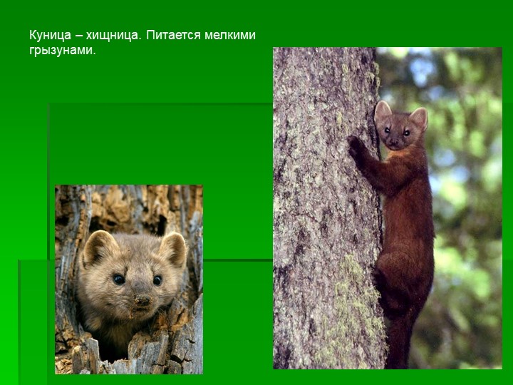 Презентация ознакомление детей дошкольного возраста с природой на тему "Животные леса"