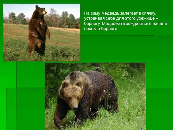 Презентация ознакомление детей дошкольного возраста с природой на тему "Животные леса"