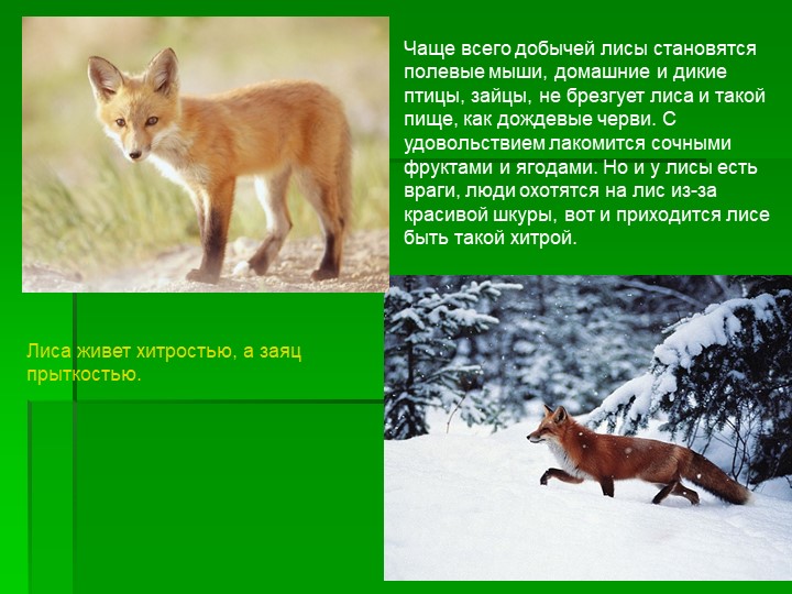 Приспособление лисы к жизни. Приспособленность лисы. Приспособленности лисы к условиям жизни. Сезонные изменения в жизни лисы. Условия обитания лисы.