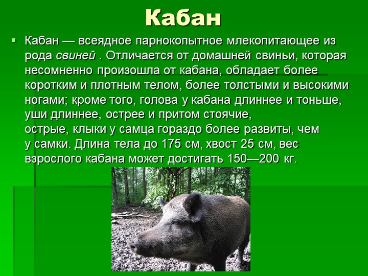 Всеядное питание. Дикий кабан всеядный или нет. Кабан всеядное животное или нет. Кабан хищник или всеядный. Кабан растительноядное животное или нет.