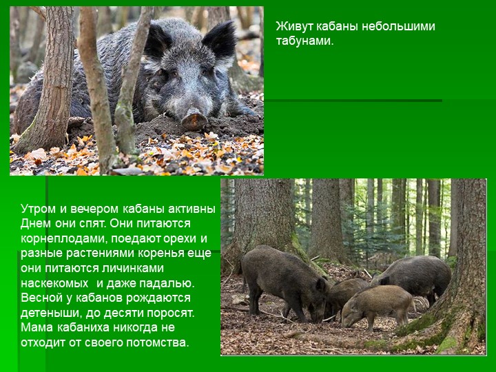 Презентация ознакомление детей дошкольного возраста с природой на тему "Животные леса"