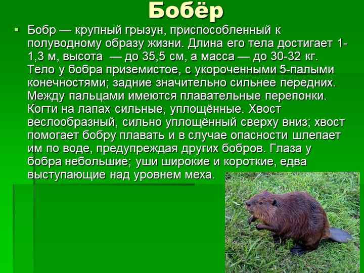Презентация ознакомление детей дошкольного возраста с природой на тему "Животные леса"