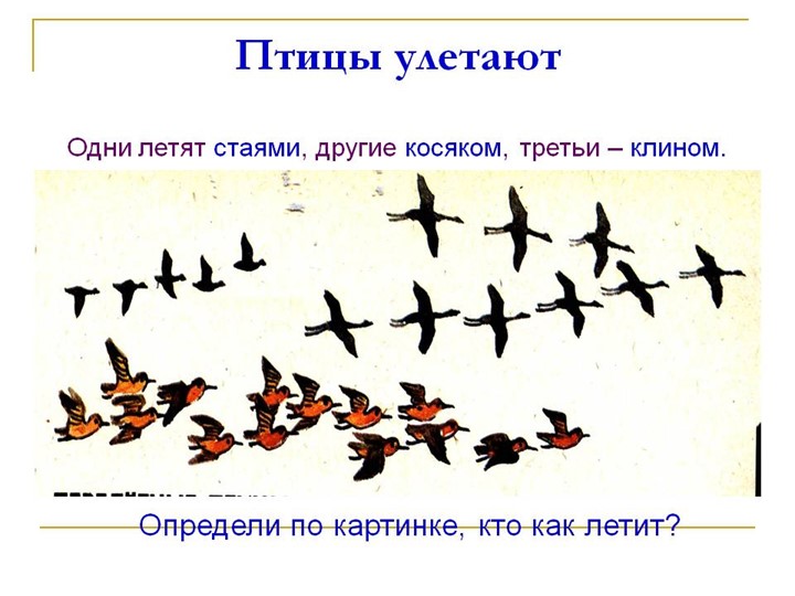 Презентация по познавательному развитию.Тема: "Перелетные птицы"(старшая группа)