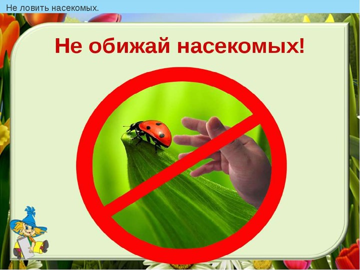 Презентация по экологии на тему "Экология для малышей"