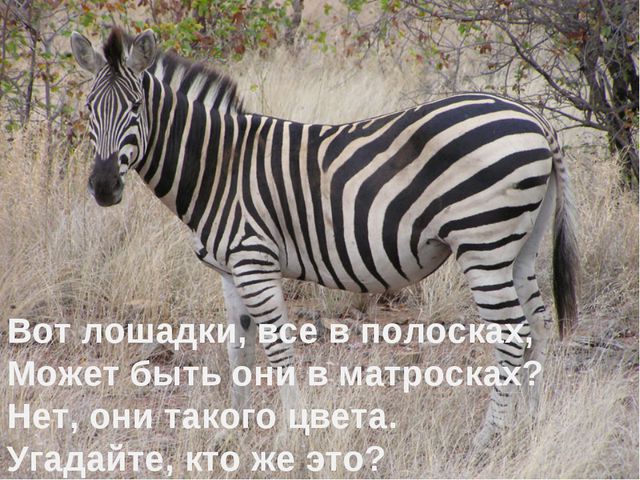 Животные жарких стран. Презентация для детей
