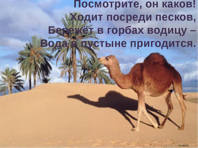 Животные жарких стран. Презентация для детей
