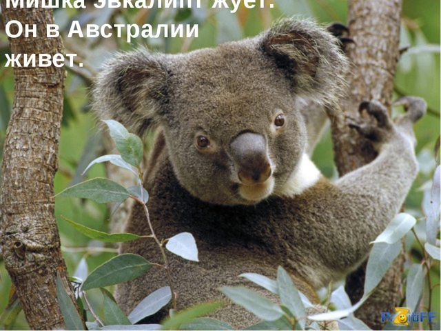 Животные жарких стран. Презентация для детей