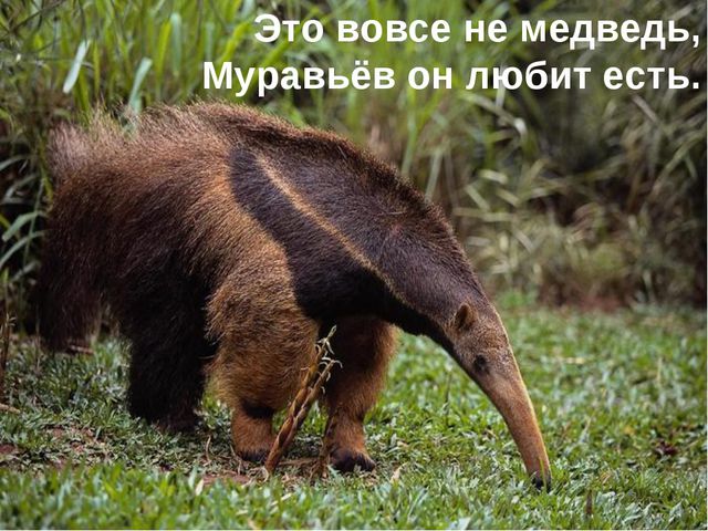 Животные жарких стран. Презентация для детей