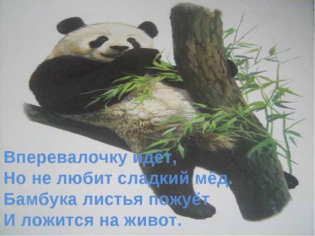 Животные жарких стран. Презентация для детей