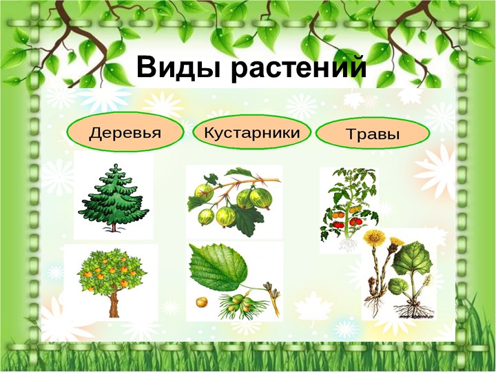 Презентация по познавательному экологическому развитию на тему "Кустарники"