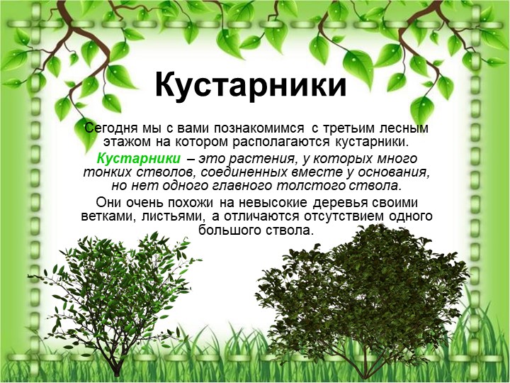 Презентация по познавательному экологическому развитию на тему "Кустарники"