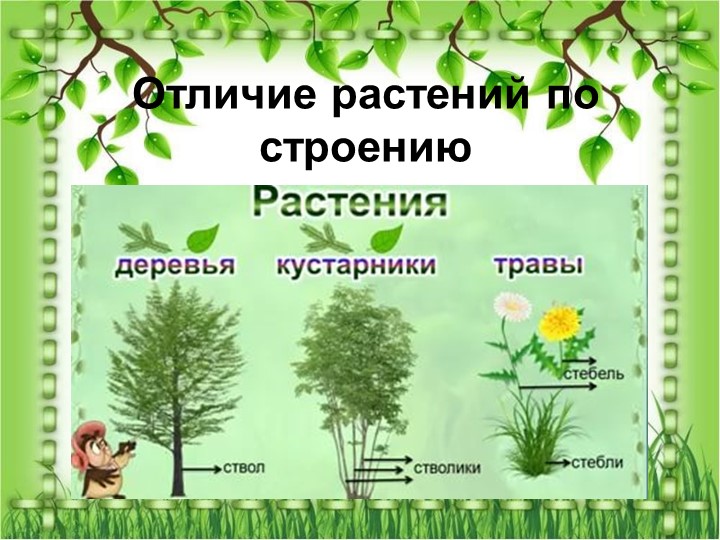Презентация по познавательному экологическому развитию на тему "Кустарники"