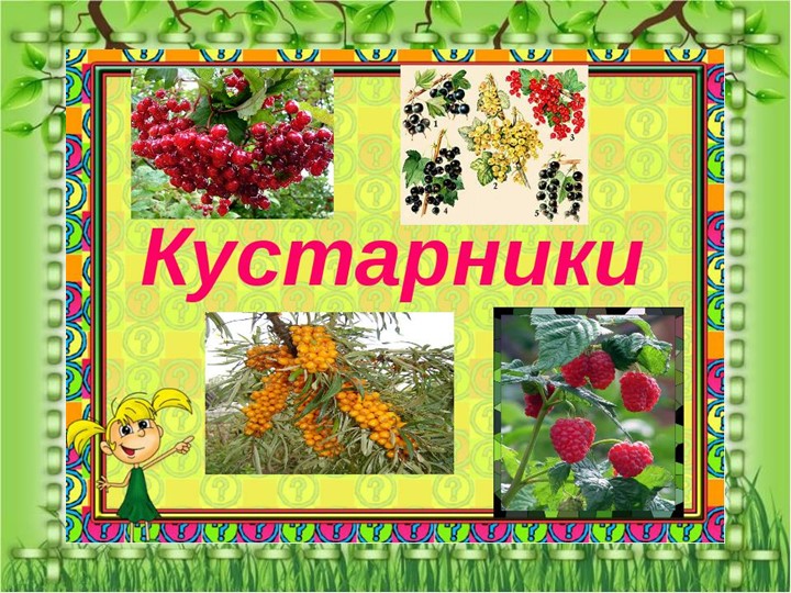 Презентация по познавательному экологическому развитию на тему "Кустарники"