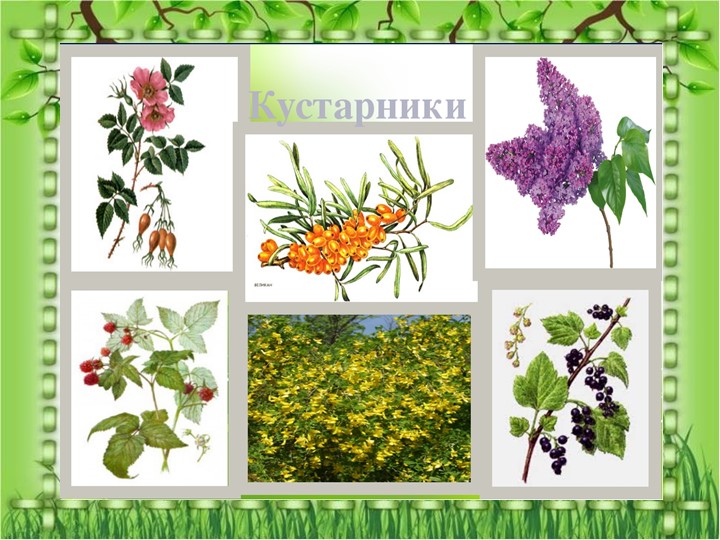 Презентация по познавательному экологическому развитию на тему "Кустарники"
