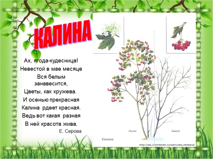 Презентация по познавательному экологическому развитию на тему "Кустарники"