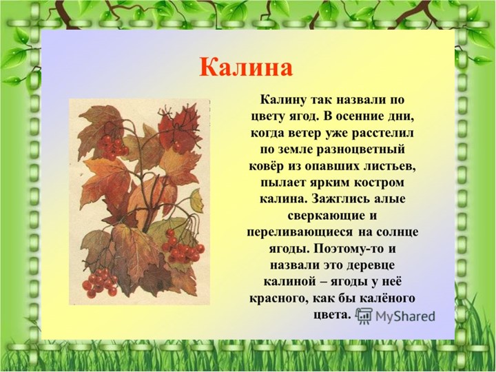 Презентация по познавательному экологическому развитию на тему "Кустарники"
