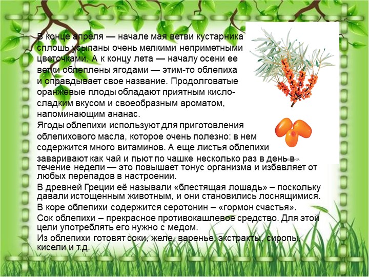 Презентация по познавательному экологическому развитию на тему "Кустарники"