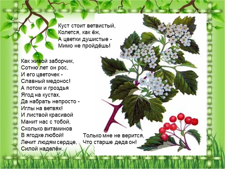 Презентация по познавательному экологическому развитию на тему "Кустарники"