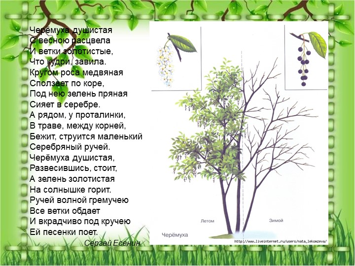 Презентация по познавательному экологическому развитию на тему "Кустарники"