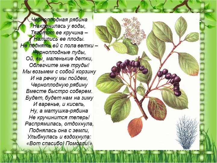 Презентация по познавательному экологическому развитию на тему "Кустарники"