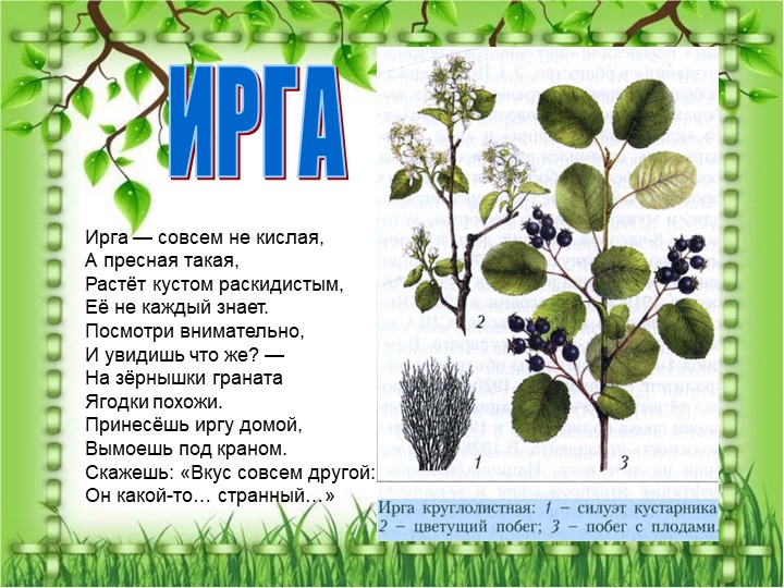 Презентация по познавательному экологическому развитию на тему "Кустарники"