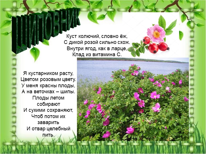Презентация по познавательному экологическому развитию на тему "Кустарники"