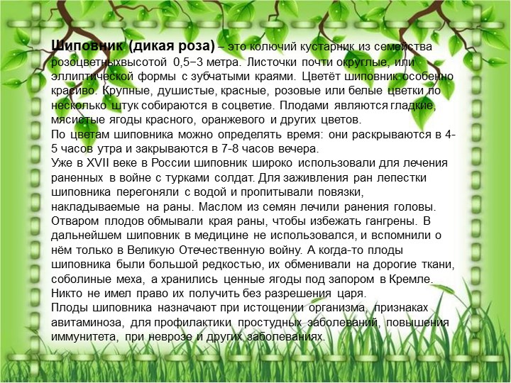 Презентация по познавательному экологическому развитию на тему "Кустарники"