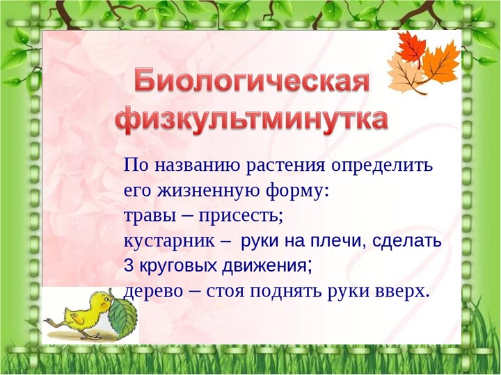 Презентация по познавательному экологическому развитию на тему "Кустарники"