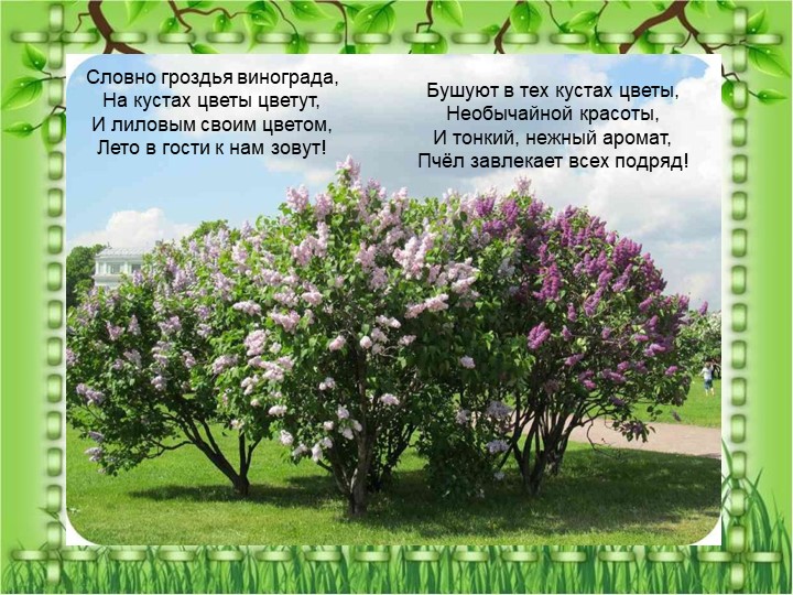 Презентация по познавательному экологическому развитию на тему "Кустарники"