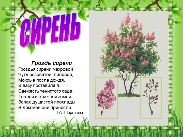 Презентация по познавательному экологическому развитию на тему "Кустарники"