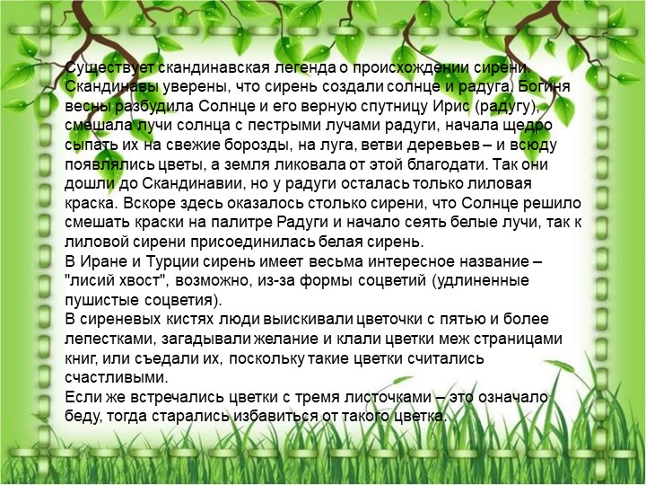 Презентация по познавательному экологическому развитию на тему "Кустарники"