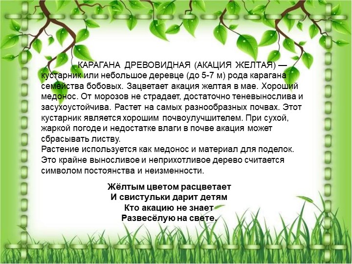 Презентация по познавательному экологическому развитию на тему "Кустарники"